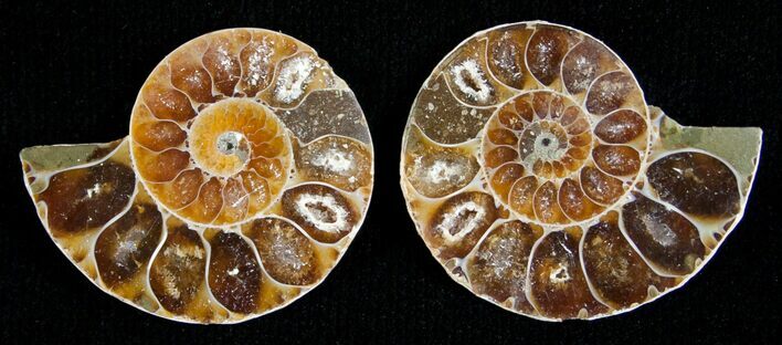 Small Desmoceras Ammonite Pair #5322